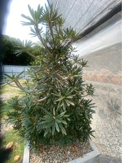 Dorsteina Gigas Bullata  รูปที่ 5