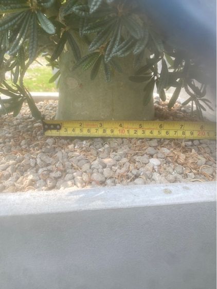 Dorsteina Gigas Bullata  รูปที่ 8