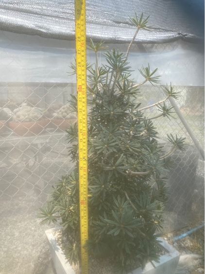 Dorsteina Gigas Bullata  รูปที่ 7