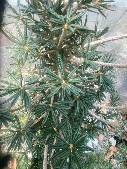 Dorsteina Gigas Bullata  รูปที่ 6