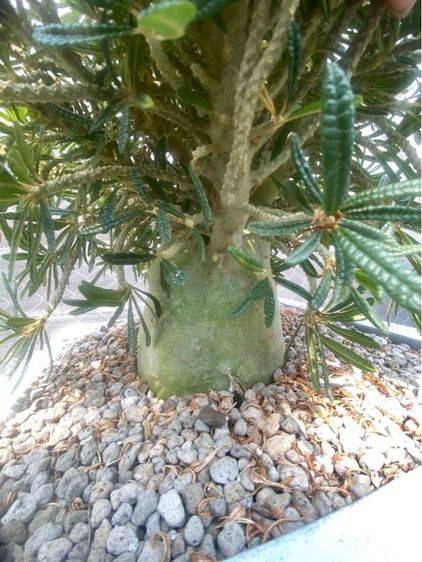 Dorsteina Gigas Bullata  รูปที่ 4