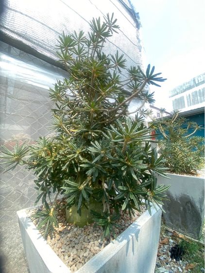 Dorsteina Gigas Bullata  รูปที่ 2