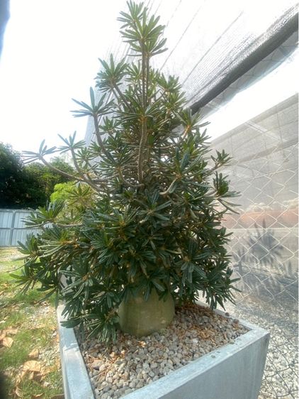 Dorsteina Gigas Bullata 