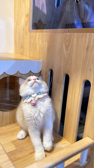 แมวแร็กดอลล์ Ragdoll พันธุ์แท้ ราคาแบ่งปัน รูปที่ 6