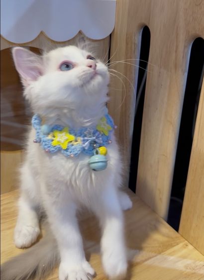 แมวแร็กดอลล์ Ragdoll พันธุ์แท้ ราคาแบ่งปัน รูปที่ 4