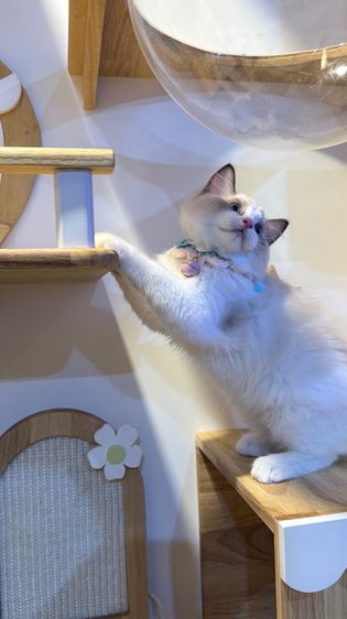 แมวแร็กดอลล์ Ragdoll พันธุ์แท้ ราคาแบ่งปัน รูปที่ 5