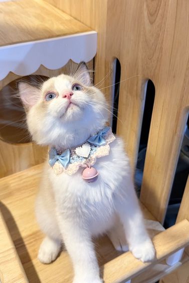 แมวแร็กดอลล์ Ragdoll พันธุ์แท้ ราคาแบ่งปัน รูปที่ 3