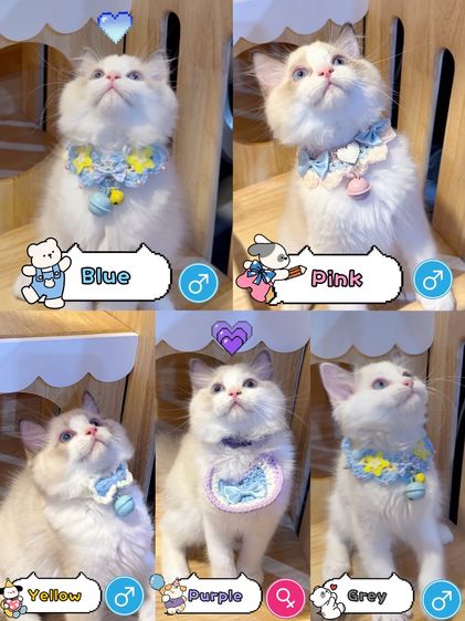 แมวแร็กดอลล์ Ragdoll พันธุ์แท้ ราคาแบ่งปัน