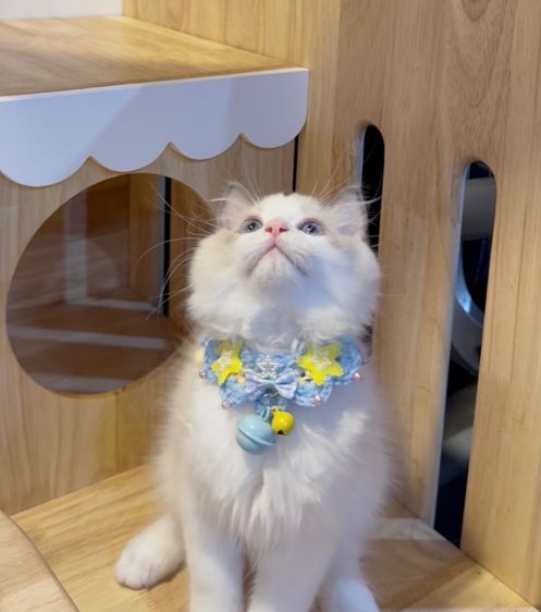 แมวแร็กดอลล์ Ragdoll พันธุ์แท้ ราคาแบ่งปัน รูปที่ 2
