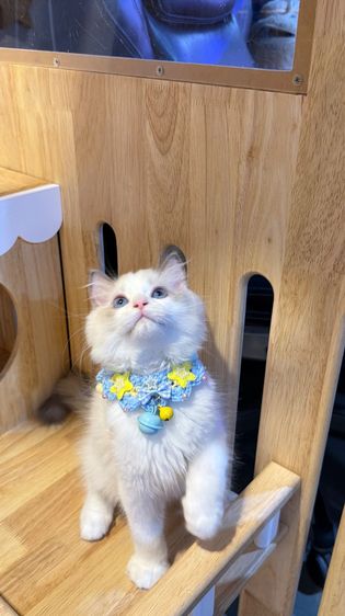 แมวแร็กดอลล์ Ragdoll พันธุ์แท้ ราคาแบ่งปัน รูปที่ 10