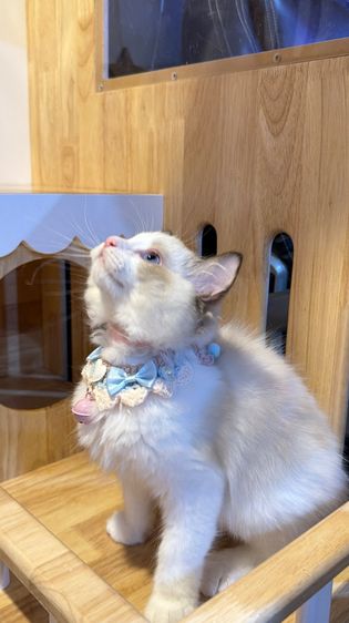 แมวแร็กดอลล์ Ragdoll พันธุ์แท้ ราคาแบ่งปัน รูปที่ 8