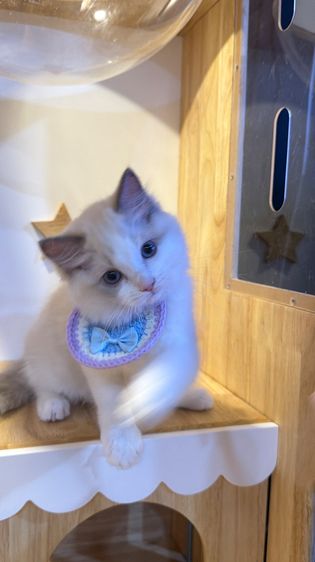 แมวแร็กดอลล์ Ragdoll พันธุ์แท้ ราคาแบ่งปัน รูปที่ 11