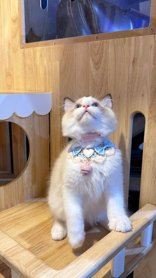 แมวแร็กดอลล์ Ragdoll พันธุ์แท้ ราคาแบ่งปัน รูปที่ 7