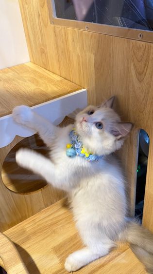 แมวแร็กดอลล์ Ragdoll พันธุ์แท้ ราคาแบ่งปัน รูปที่ 9