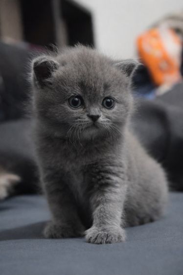 สก็อตติช โฟลด์ (Scottish Fold) ลูกครึ่ง British Shorthair + Scottish