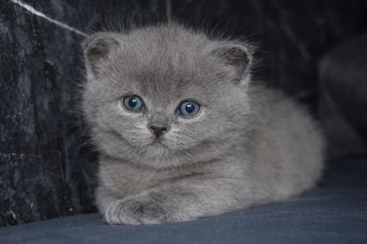 ลูกครึ่ง British Shorthair + Scottish รูปที่ 3