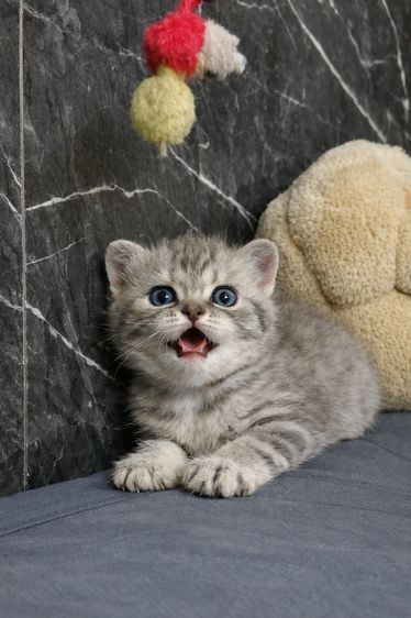 สก็อตติช โฟลด์ (Scottish Fold) น้องเป็นลูกครึ่ง British + Scottish