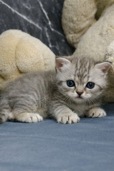 น้องเป็นลูกครึ่ง British + Scottish รูปที่ 2