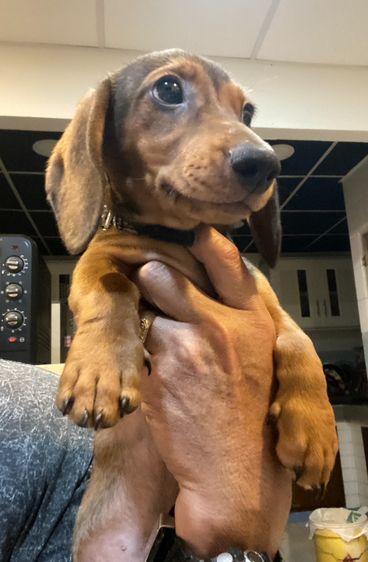 ดัชชุน (Dachshund) เล็ก ลูกสุนัข พันธุ์ดัชชุนมินิ