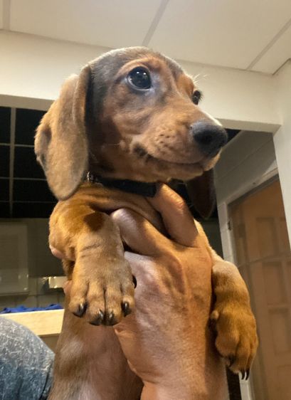 ลูกสุนัข พันธุ์ดัชชุนมินิ รูปที่ 3