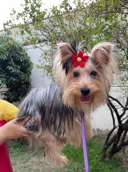 ยอร์คเชียร์ เทอร์เรีย (Yorkshire Terrier) กลาง ยอร์คเชียร์
