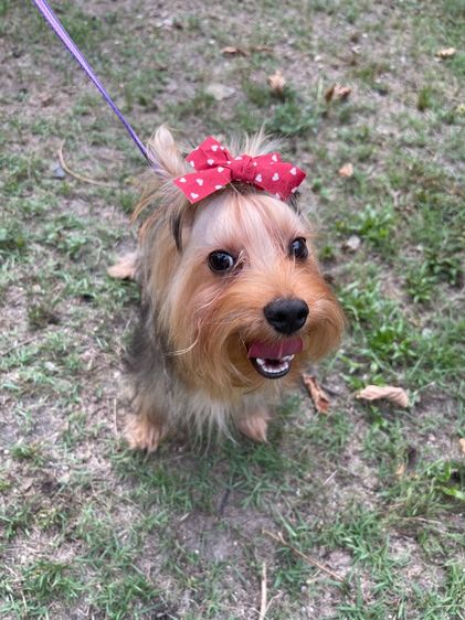 ยอร์คเชียร์ รูปที่ 3