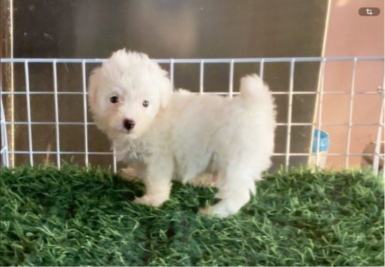 ลูกพุดเดิ้ลทอยเพศชาย รูปที่ 3