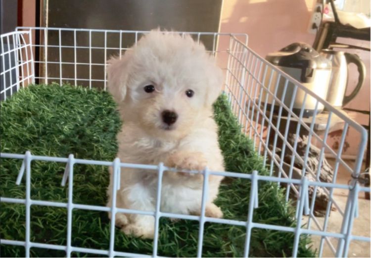 พุดเดิ้ล (Poodle) เล็ก ลูกพุดเดิ้ลทอยเพศชาย
