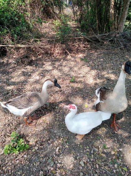 ขายด่วนๆห่าน จีนคู่ผู้เมีย และ เป็ดเทศตัวเมีย  รูปที่ 3