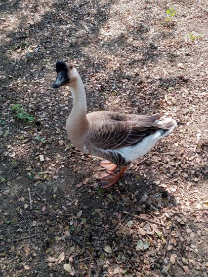 ขายด่วนๆห่าน จีนคู่ผู้เมีย และ เป็ดเทศตัวเมีย 