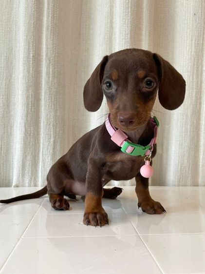 ขายลูกสุนัขดัชชุนแท้ รูปที่ 5