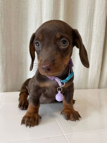 ขายลูกสุนัขดัชชุนแท้ รูปที่ 4