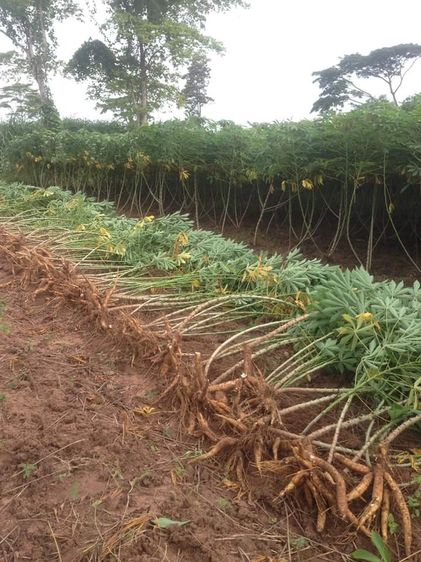 ที่ดิน รูปที่ 4