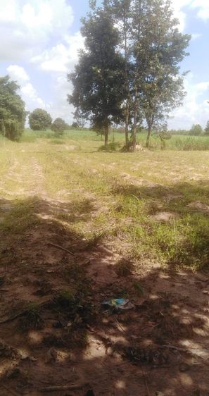 ที่ดิน รูปที่ 3