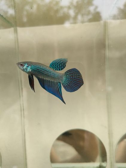 ปลากัดป่ามหาชัย