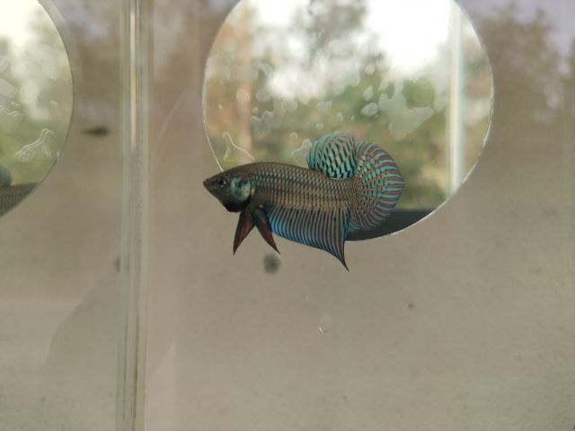 ปลากัดมหาชัยสีเทา