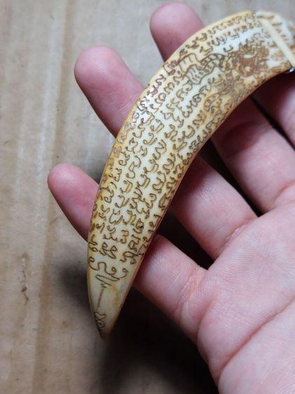 เครื่องรางเขี้ยวหมูหลวงปู่ไสวนครปฐม รูปที่ 4