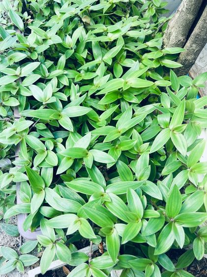 หญ้าไผ่น้ำ สำหรับปลูก (5 ยอด) รูปที่ 2