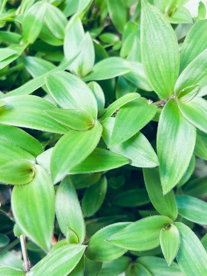 หญ้าไผ่น้ำ สำหรับปลูก (5 ยอด)