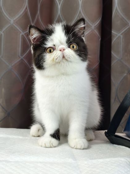 ดช.เอ็กโซติก ขนสั้น รูปที่ 9