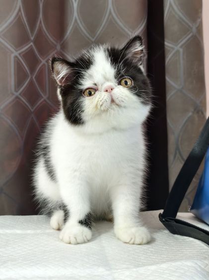 ดช.เอ็กโซติก ขนสั้น รูปที่ 11