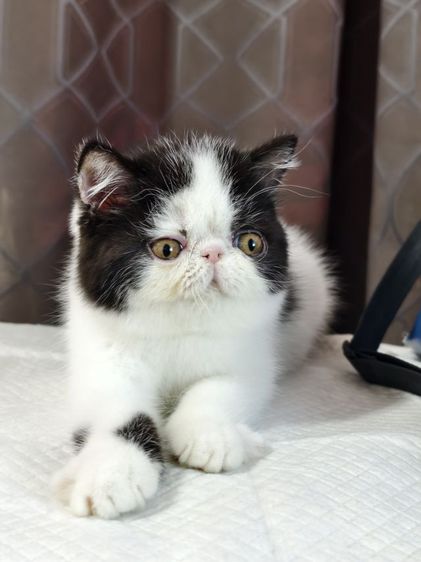 ดช.เอ็กโซติก ขนสั้น