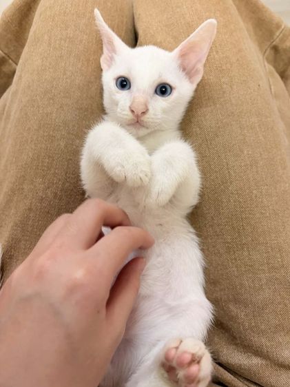 แมวขาวมณีตาสีฟ้า เพศผู้ นัดรับมอกรุงเทพรังสิตค่ะ ขี้อ้อนชอบเล่นไม่หวงตัวรับประกันเอดส์แมวกับรูคีเมียคะ รูปที่ 4