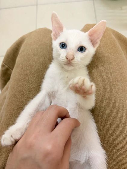 แมวขาวมณีตาสีฟ้า เพศผู้ นัดรับมอกรุงเทพรังสิตค่ะ ขี้อ้อนชอบเล่นไม่หวงตัวรับประกันเอดส์แมวกับรูคีเมียคะ รูปที่ 2