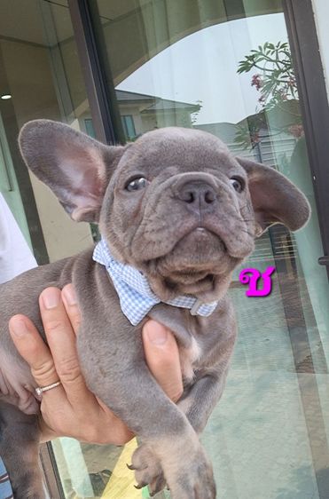 เฟรนช์ บูลด็อก (French Bulldog) กลาง French Bulldog ไลแลคแทน
