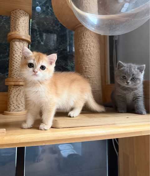 แมวบริติช