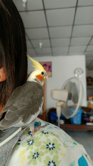 ลูกนกคอกคาเทล ฟัก 1 ม ค 69  รูปที่ 2