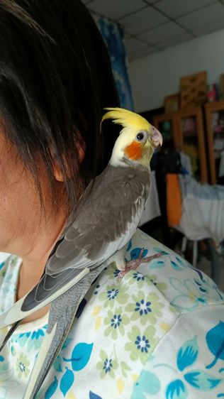 ลูกนกคอกคาเทล ฟัก 1 ม ค 69 