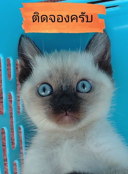 วิเชียรมาศ (Siamese Cat) วิเชียรมาศแท้    (ติดจอง)      
