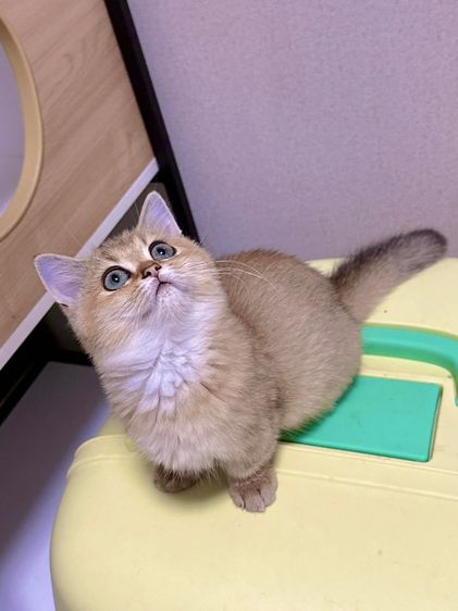 บริติช ชอร์ตแฮร์ (British Shorthair) แมวบริติสขาสั้น (แท้)